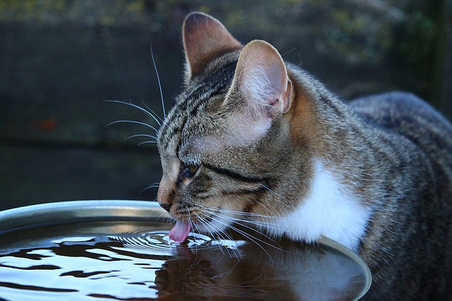 猫の水分補給