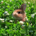【獣医師監修】ウサギの病気②～ノミ・ダニ～