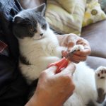 ネコちゃんの爪切りを簡単にする方法5選 ‐猫パンチや噛む子にも使える！