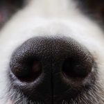 犬の嗅覚ってどれくらい？
